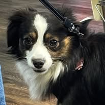 Wild About Pets, Inc logo