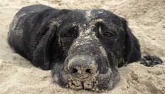 Woodin' You Pampered Paws logo